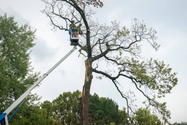 Lake Alfred, FL Tree Services Company