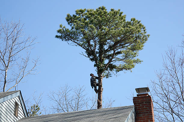 Best Fruit Tree Pruning  in Lake Alfred, FL